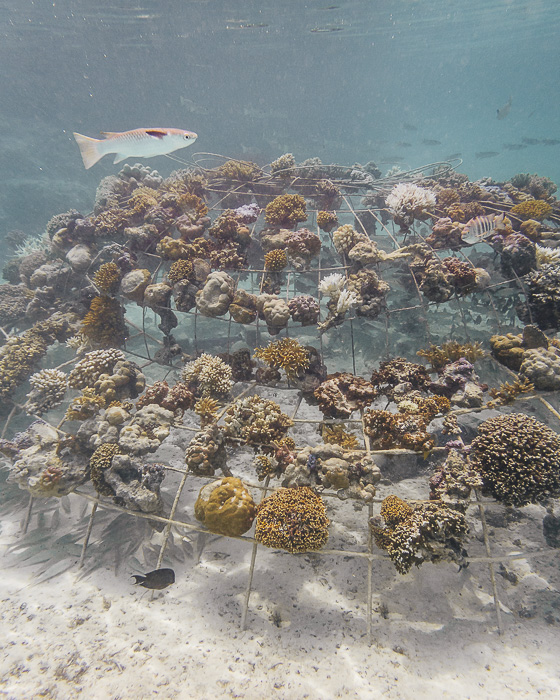 Four Seasons Bora Bora lagoon sanctuary biorock structure by Dancing the Earth