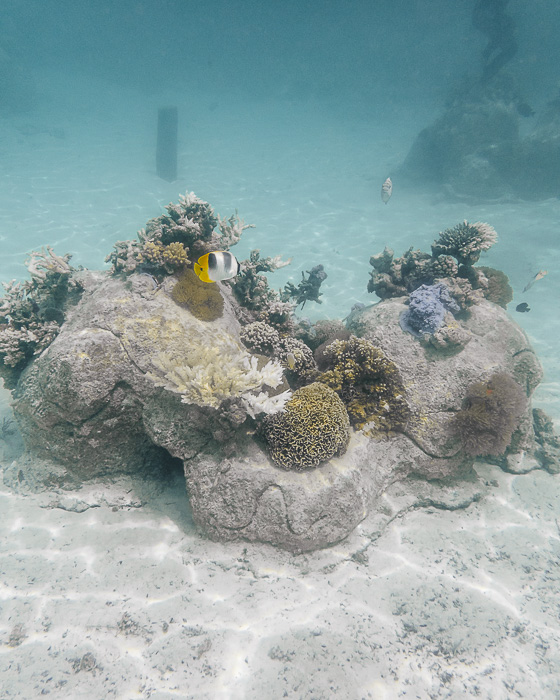Four Seasons Bora Bora lagoon sanctuary double saddles butterflyfish by Dancing the Earth