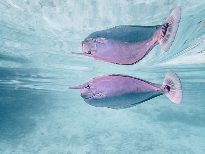Four Seasons Bora Bora lagoon sanctuary unicornfish by Dancing the Earth