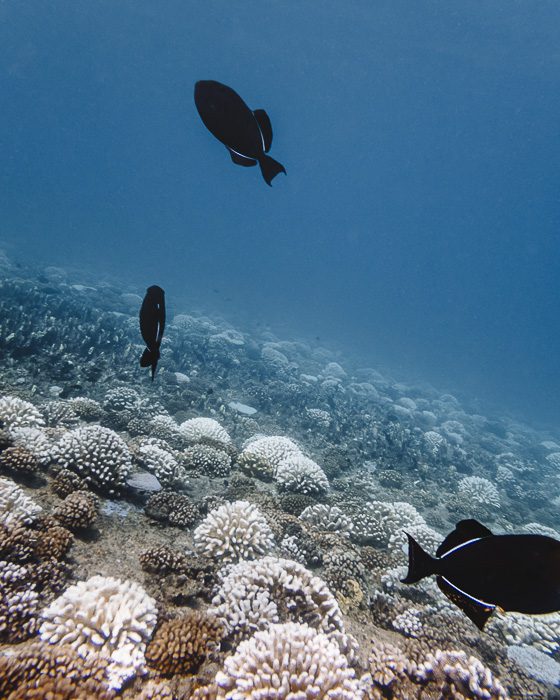 Fishes and corals in Fitii's Wall with Mahana dive in Huahine with Mahana dive by Dancing the Earth