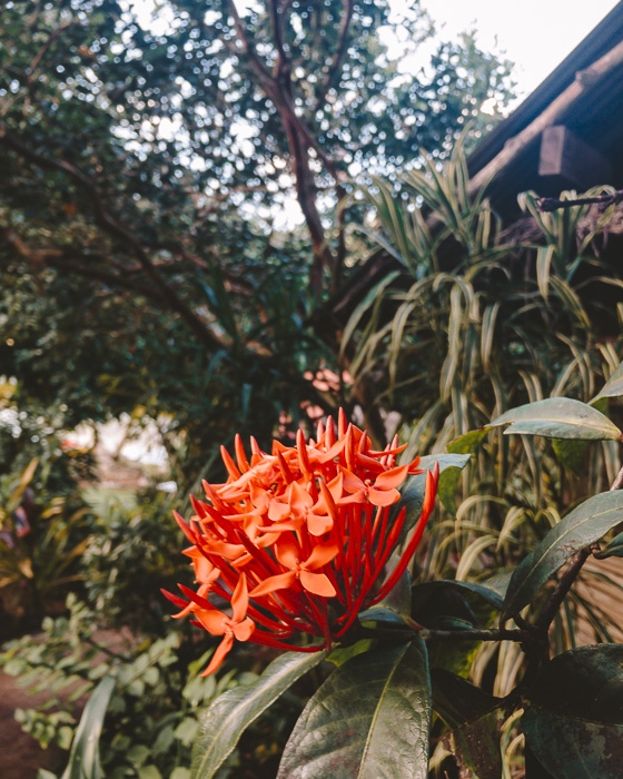 Flowers at Pension Tupuna by Dancing the Earth