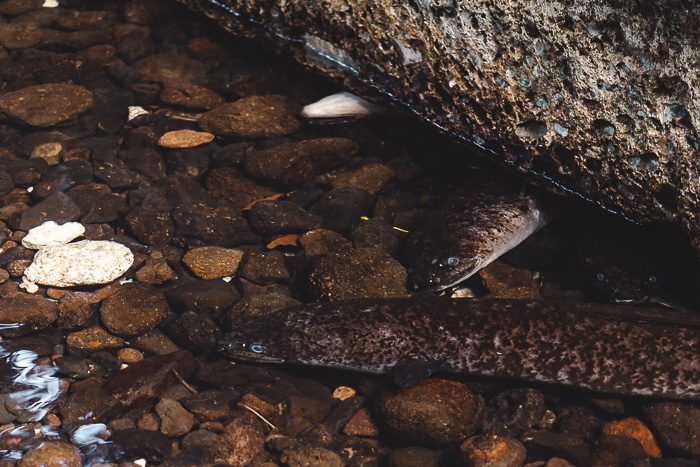 Two sacred blue-eyed eels of Faie in Huahine by Dancing the Earth