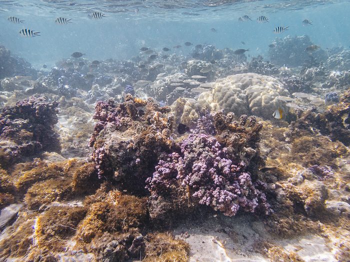 Fishes and corals at Huahine secret coral garden by Dancing the Earth