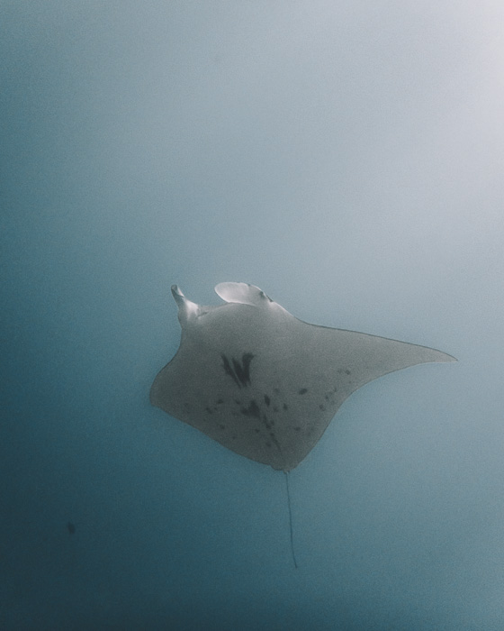 French Polynesia travel guide Maupiti manta ray with Maupiti diving by Dancing the Earth