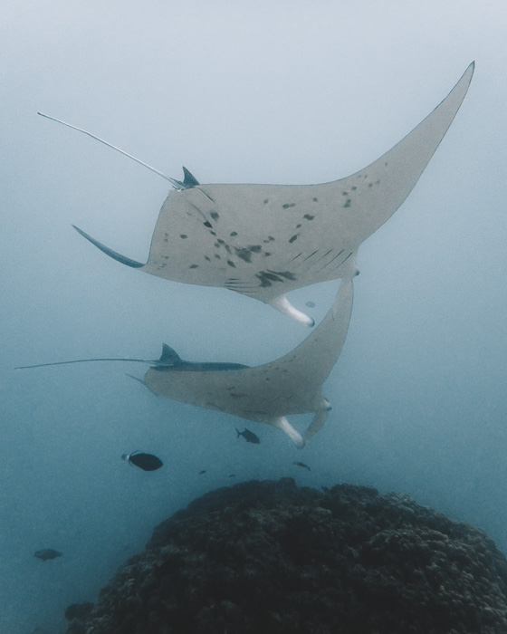 French Polynesia travel guide manta rays with Maupiti diving by Dancing the Earth