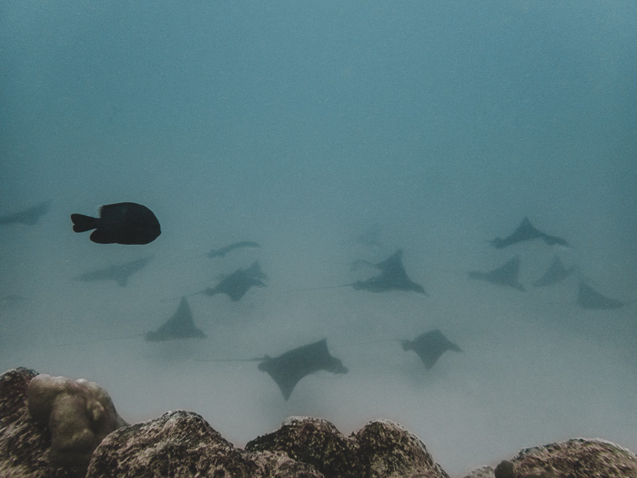 French Polynesia travel guide Maupiti diving stingrays by Dancing the Earth