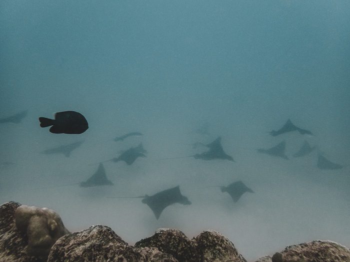 French Polynesia travel guide Maupiti diving stingrays by Dancing the Earth
