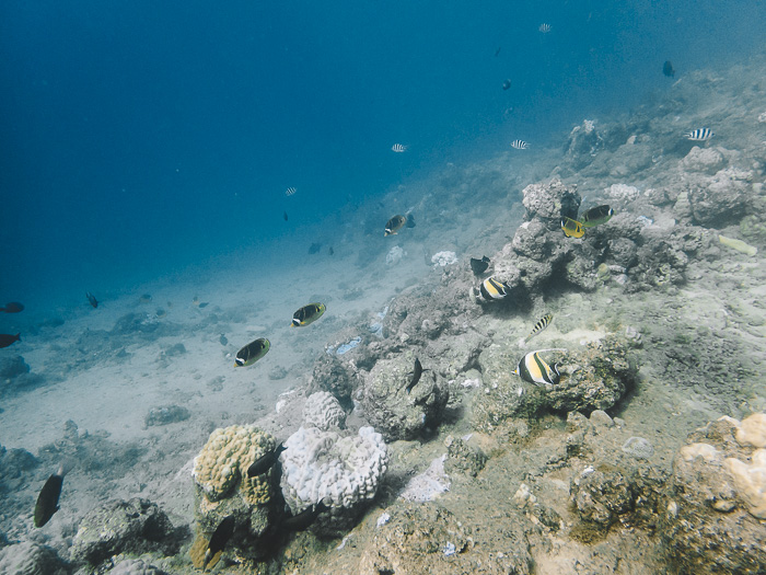 Diving in Raiatea with Temaranui center by Dancing the Earth