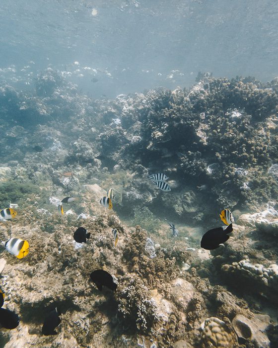French Polynesia travel guide diving in Raiatea with Temaranui Center by Dancing the Earth