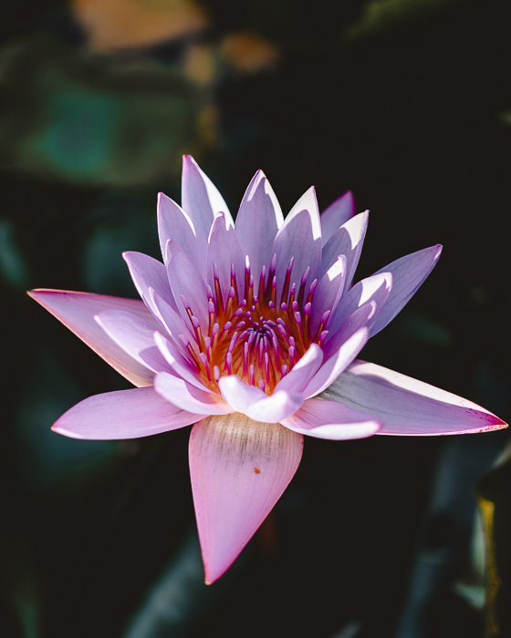 Lotus flower in Marae Taputapuatea in Raiatea by Dancing the Earth