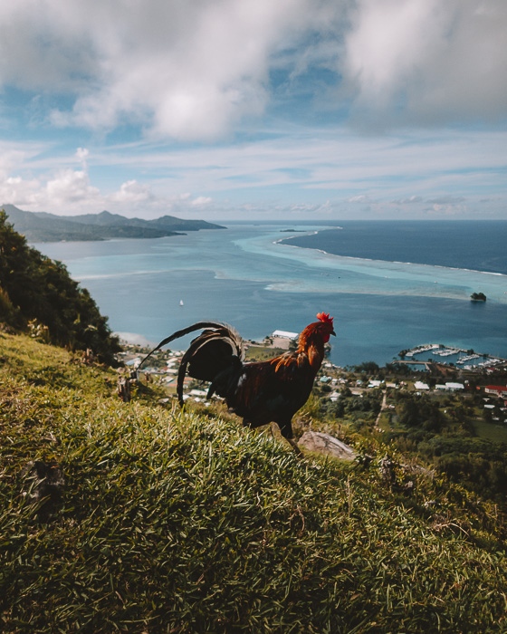 A rooster in Mount Tapioi in Raiatea by Dancing the Earth
