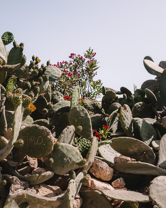 cactus on our way to St Peter's Pool by Dancing the Earth