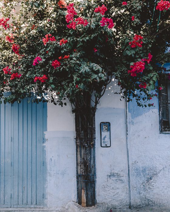 Bougainvillea in Chefchaouen by dancing the Earth