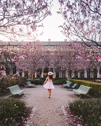 Spring in Paris magnolias in Jardin du Palais Royal by Dancing the Earth