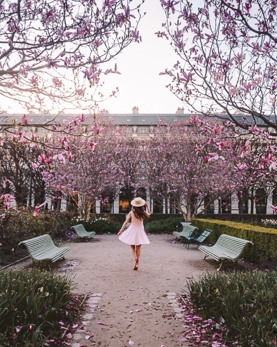Spring in Paris magnolias in Jardin du Palais Royal by Dancing the Earth