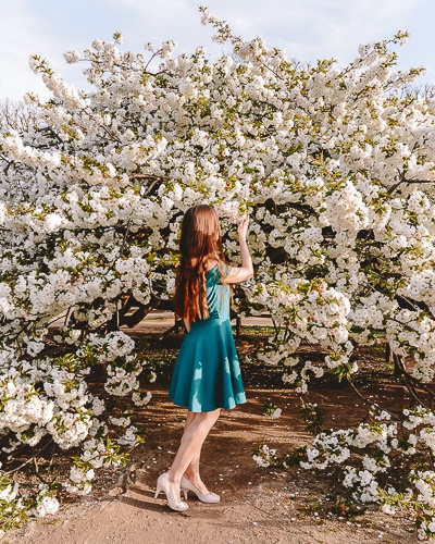 Spring in Paris white cherry blossoms tree at Jardin des Plantes by Dancing the Earth