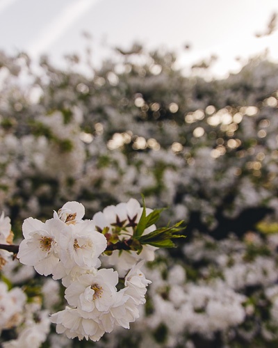 White cherry blossoms at Jardin des Plantes by Dancing the Earth