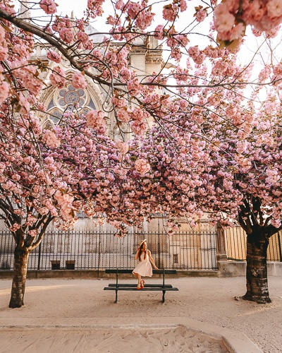 Spring in Paris sitting under the cherry blossoms of Notre-Dame by Dancing the Earth