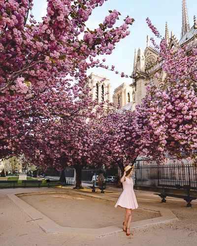 Spring in Paris Kanzan cherry blossoms and Notre-Dame by Dancing the Earth 