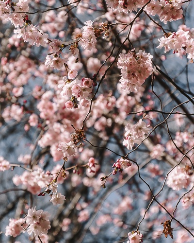 Cherry blossoms at Parc Monceau by Dancing the Earth