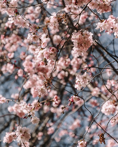 Cherry blossoms at Parc Monceau by Dancing the Earth