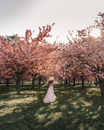 Spring in Paris twirling under the cherry blossoms of Parc de Sceaux by Dancing the Earth