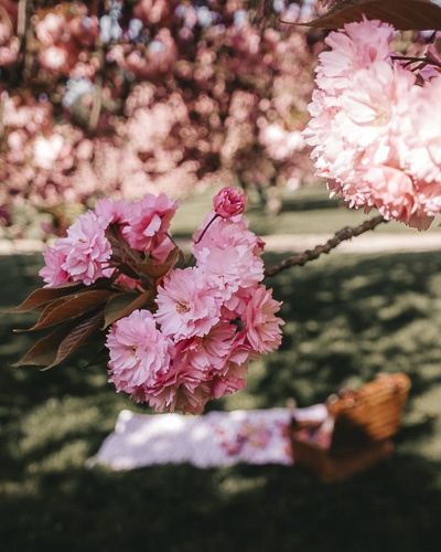 Kanzan cherry blossoms of Parc de Sceaux by Dancing the Earth