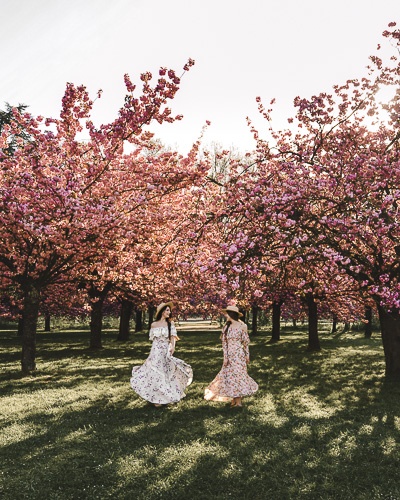 Spring in Paris cherry blossoms of Parc de Sceaux by Dancing the Earth