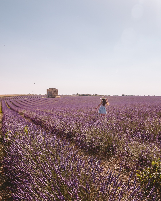 Provence lavender fields by Dancing the Earth