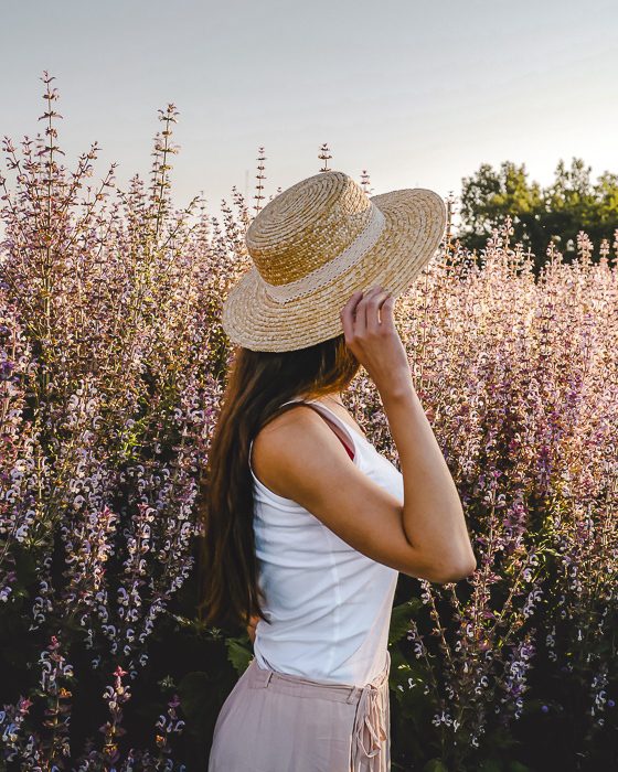 Provence sauge fields by Dancing the Earth