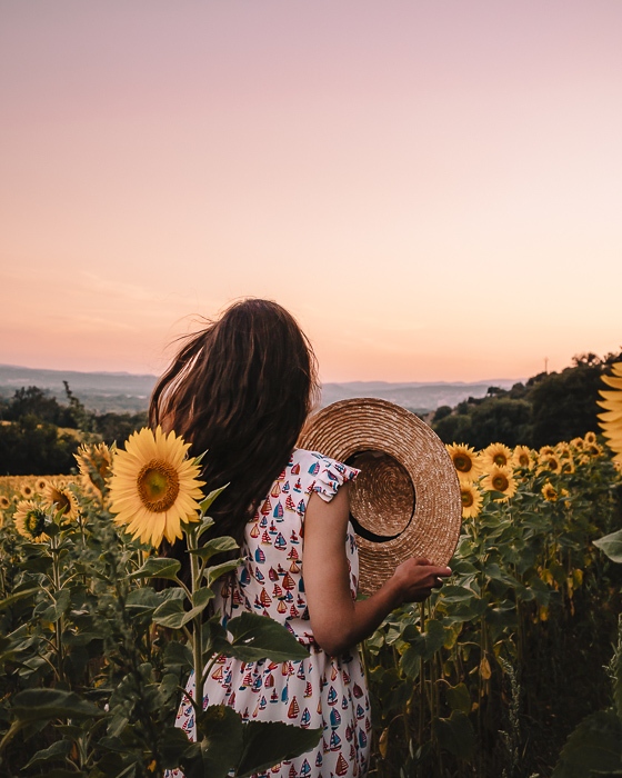 Provence sunset in a sunflowers field by Dancing the Earth