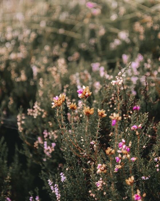 Ben Nevis North Face hike flowers by Dancing the Earth