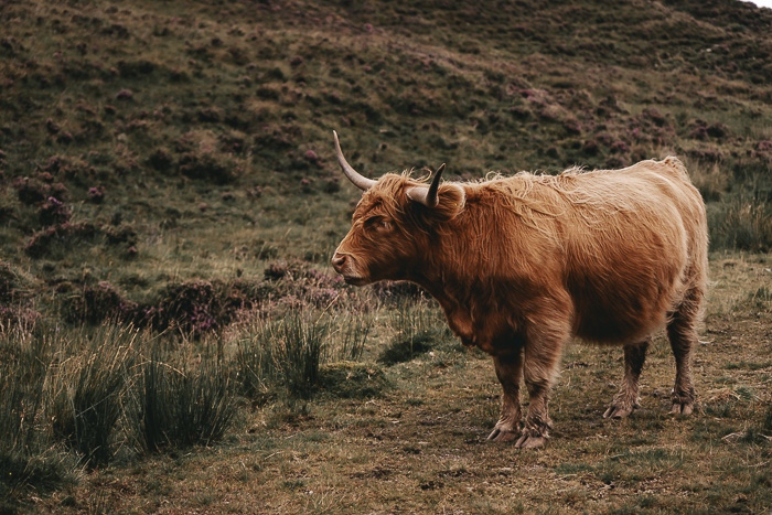 Brown Highland cow on Isle of Skye by Dancing the Earth