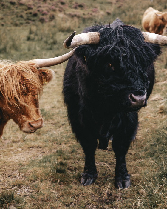 Scotland travel itinerary Isle of Skye dark Highland cow by Dancing the Earth