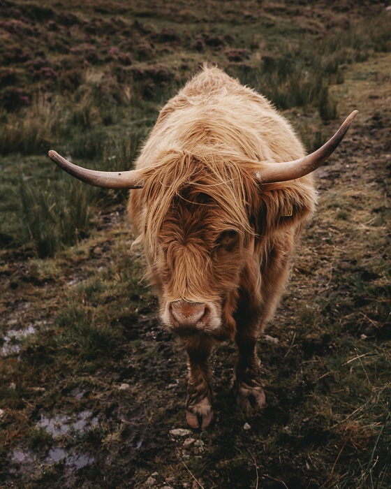 Scotland travel itinerary Isle of Skye brown Highland cow by Dancing the Earth
