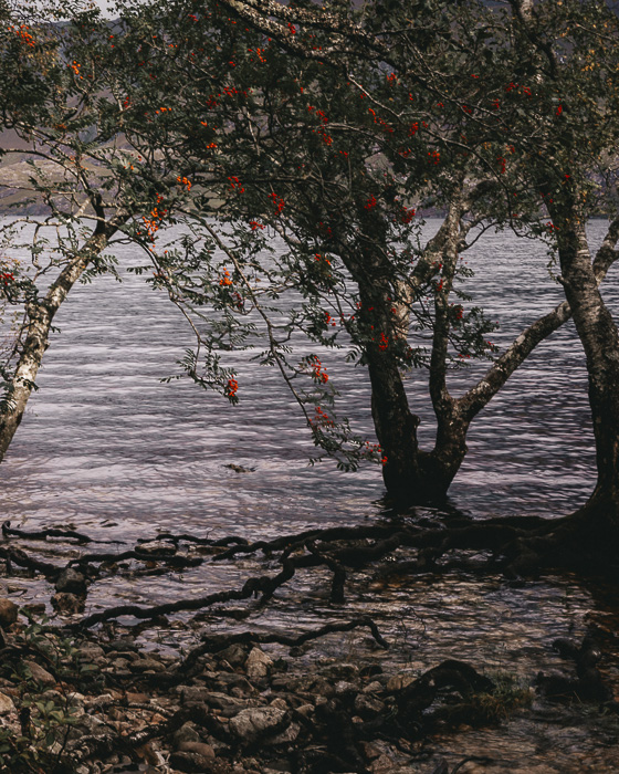 Tree and flowers by Loch Maree by Dancing the Earth