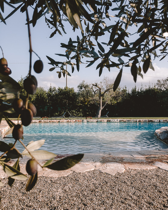 Olives tree framing the pool of Masseria le Lamie