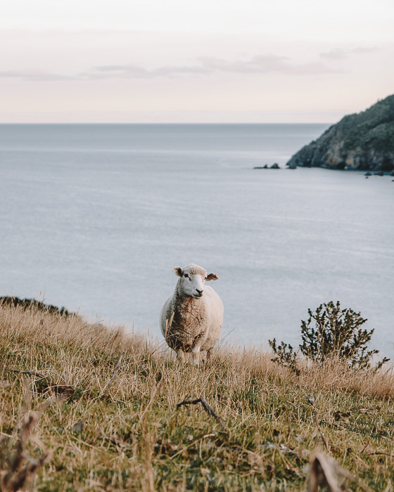 Sheep in Cable Bay, Dancing the Earth