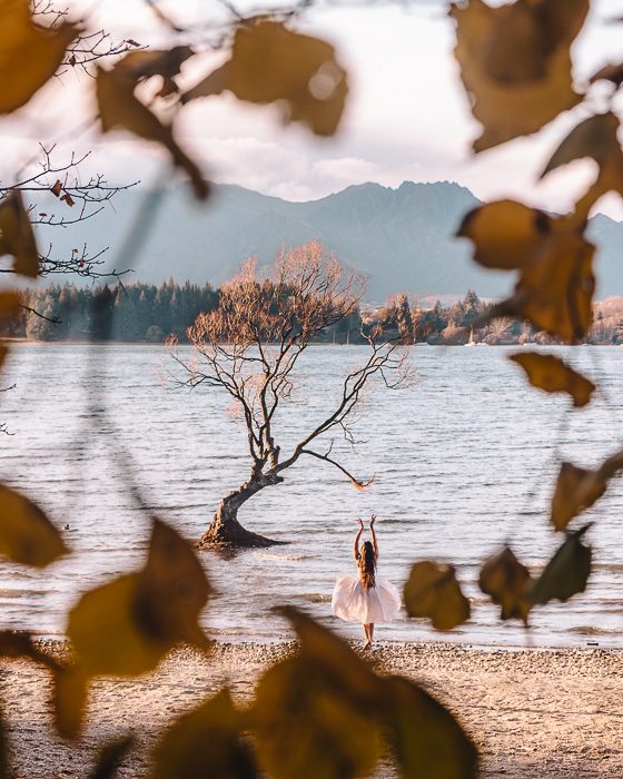 That Wanaka Tree, South Island, Dancing the Earth