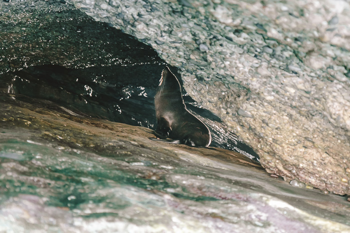 Seal under rock in Wharariki Beach, Dancing the Earth