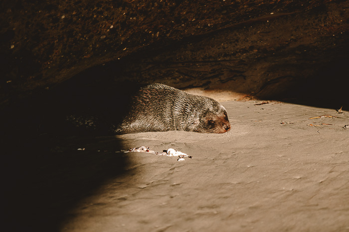 Seal pup sleeping in Wharariki Beach, Dancing the Earth