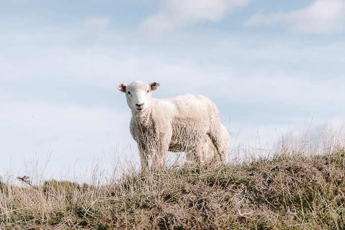 Sheep facing the camera on the way to Wharariki Beach, Dancing the Earth