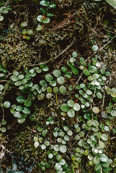 moss details, Dancing the Earth