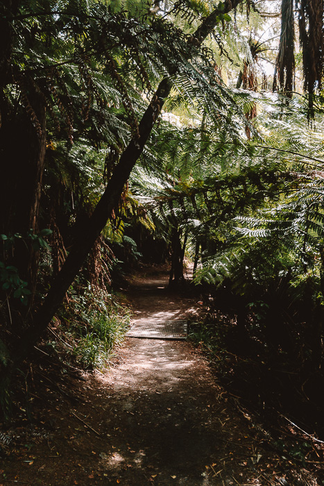 In the forest on Queen Charlotte track, Dancing the Earth