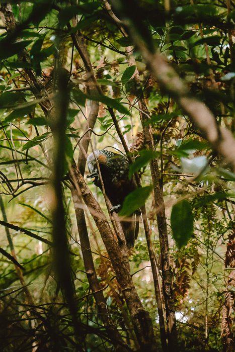 Kaka, NZ parrot, Ulva Island, Dancing the Earth