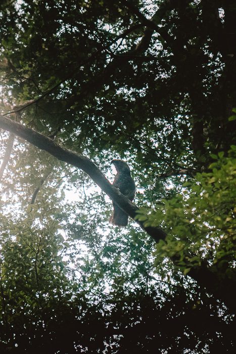 Kaka in Ulva Island, Dancing the Earth
