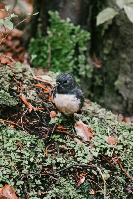 Stewart Island Robin on Ulva Island, Dancing the Earth