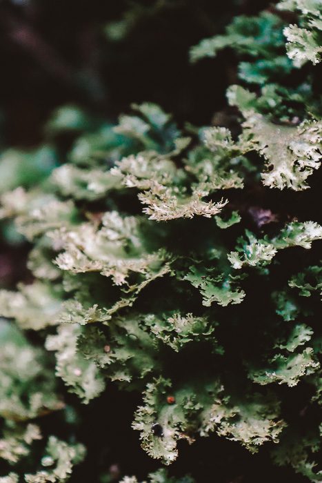 Moss details on Ulva Island, Dancing the Earth
