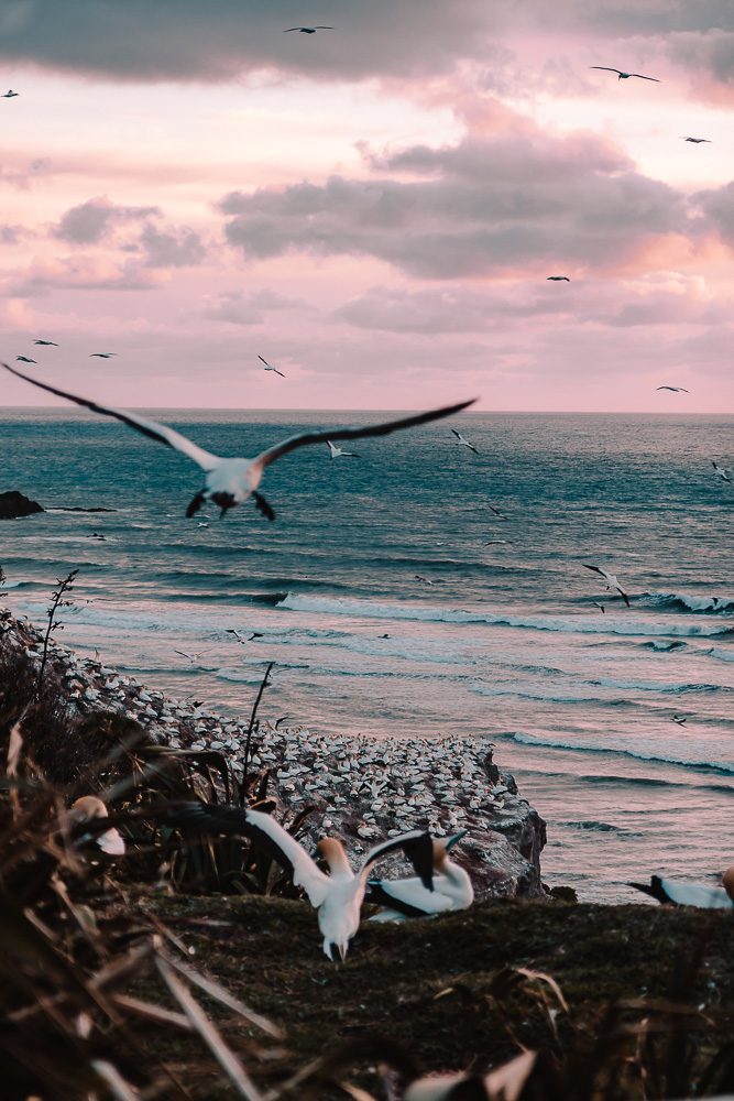 Muriwai at sunset, Dancing the Earth