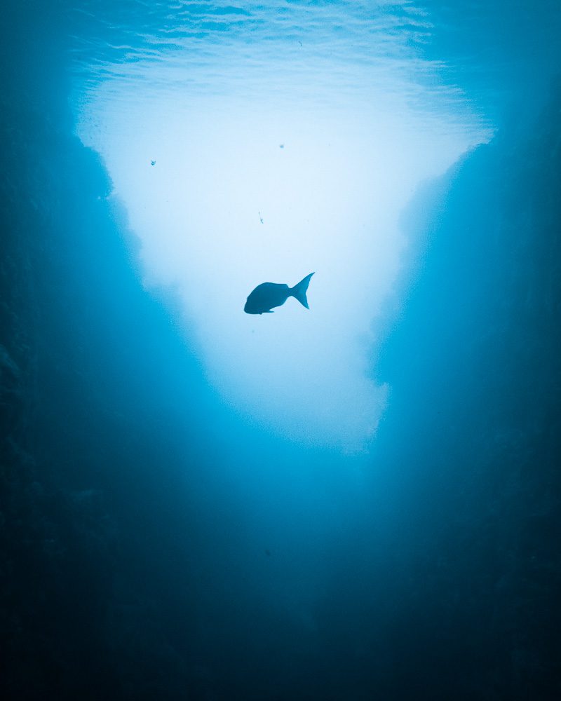 Poor Knights Islands, fish and underwater cave, Dancing the Earth